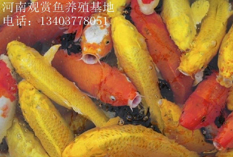 供應(yīng)黃錦鯉-招財魚