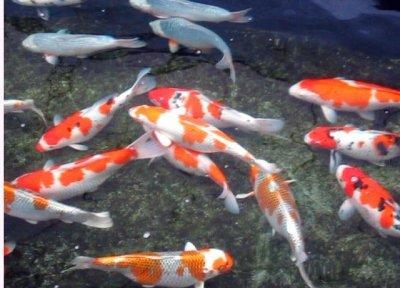 供應(yīng)錦鯉水花