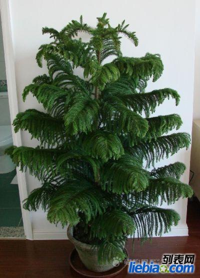 北京供應(yīng)花卉綠植出售公司