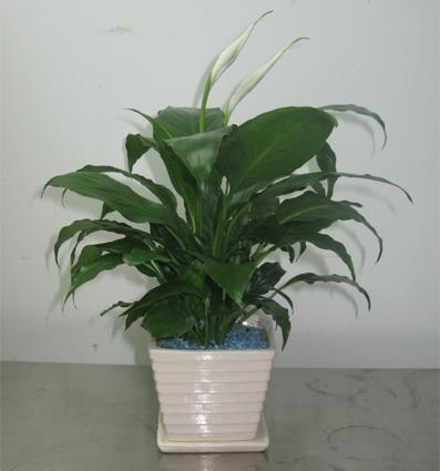 供應辦公室綠植租擺公司