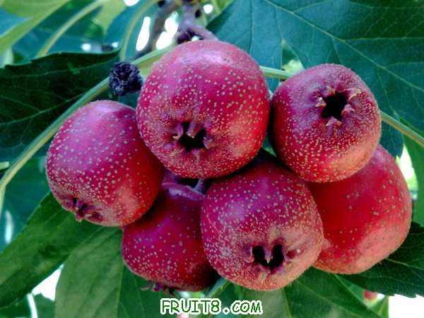 供應(yīng)京欣雙星西瓜山楂