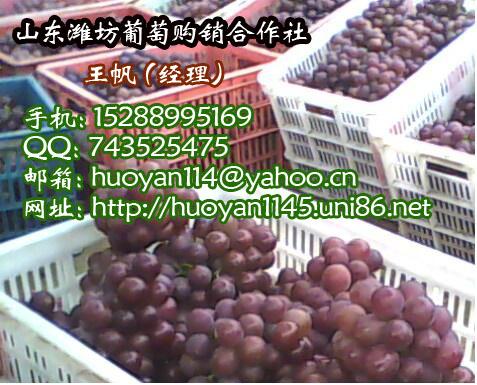 供應(yīng)優(yōu)質(zhì)巨峰葡萄