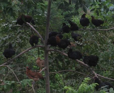 供應(yīng)夏日風(fēng)暴保健營養(yǎng)品種江西博源大量直銷綠殼蛋雞苗 青腳土雞苗