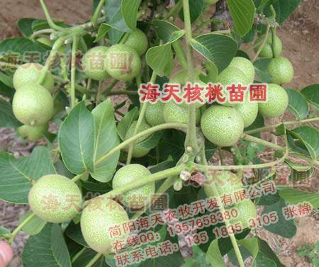 核桃苗的生長環(huán)境與種植條件圖片