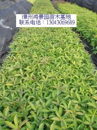 供應硬枝黃嬋