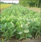 供應(yīng)馬蓮河北馬蓮河北馬蓮價(jià)格馬蓮小苗銷售馬蓮馬蓮價(jià)格