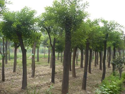 供應(yīng)承德金葉榆承德中華金葉榆承德金葉榆小苗承德金葉榆價(jià)格