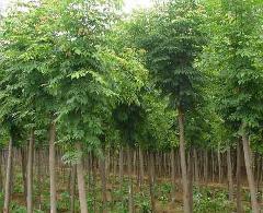 供應(yīng)北京刺槐北京刺槐樹北京洋槐樹北京刺槐價格北京刺槐苗木