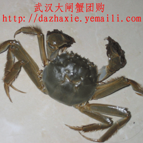 供應(yīng)武漢大閘蟹批發(fā)
