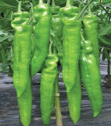 達奇甜椒種子/荷蘭甜椒種子/甜椒一號辣椒種子/甜椒