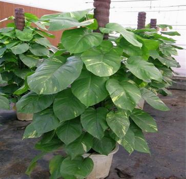 供應(yīng)北京西城區(qū)綠植租賃公司