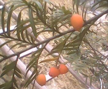 供應(yīng)掛果紅豆杉大苗