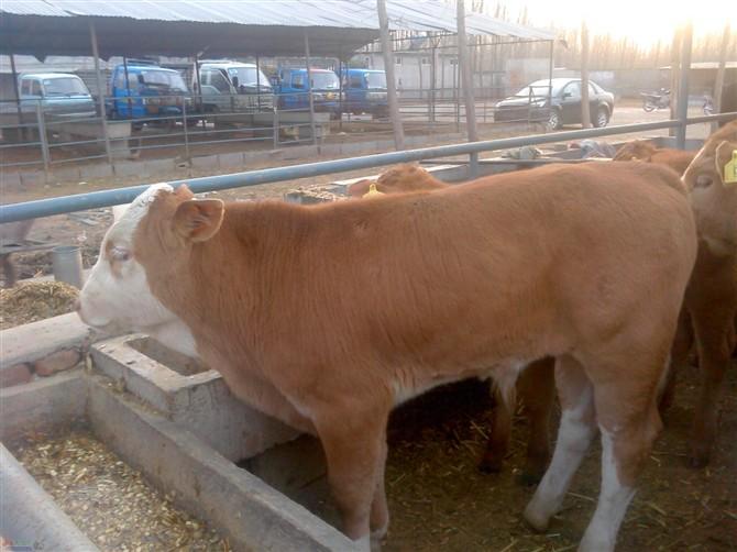 供應(yīng)湖北肉牛價格