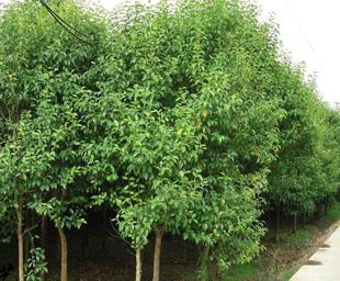 供應(yīng)黃花槐苗 合歡苗 千頭椿苗 臭椿 法桐 火炬 白玉蘭