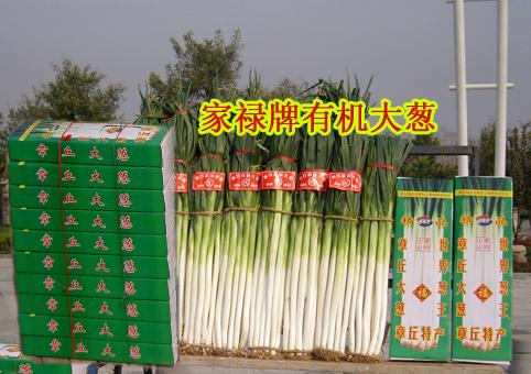章丘大蔥圖片/章丘大蔥樣板圖 (3)