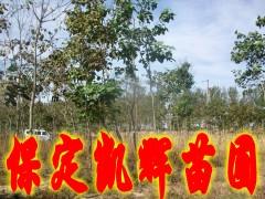 供应河北楸树树苗基地，提供楸树苗，出售楸树苗，批发楸树苗，卖树苗图片