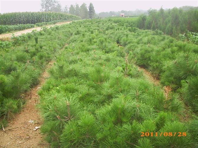 供應(yīng)龍年油松【油松】銷售信息【油松苗】價(jià)格信息【油松樹】求購信息