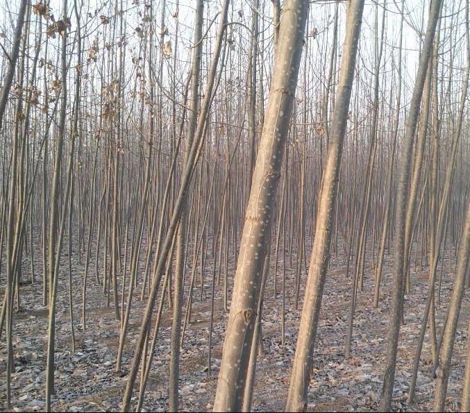 供應107108速生楊垂柳金絲柳，中華紅葉楊等占地樹