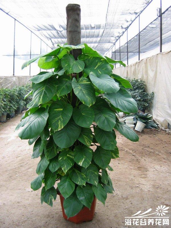 供應(yīng)青島哪有賣綠蘿的