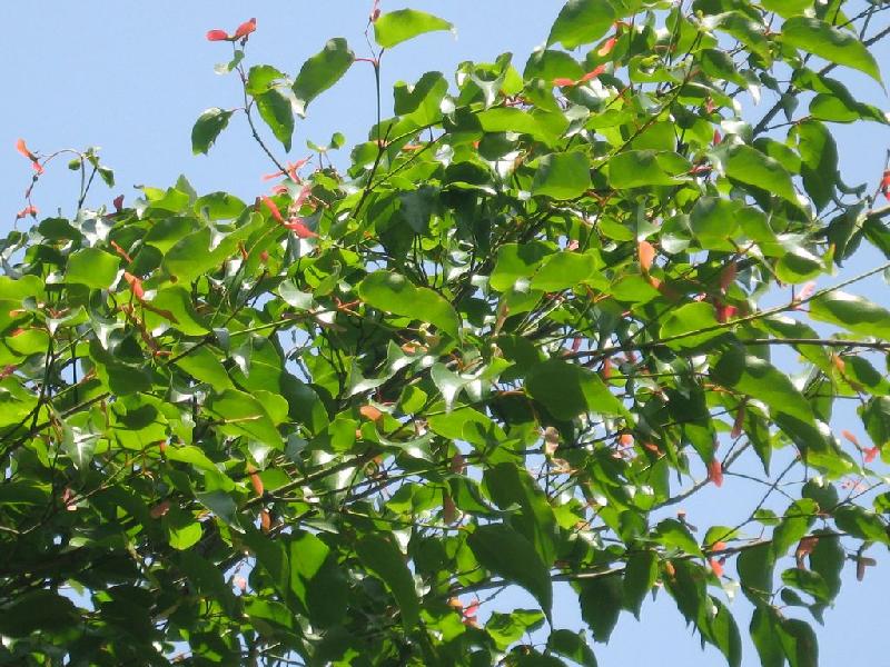 供應(yīng)彩葉樹種飛蛾槭種子