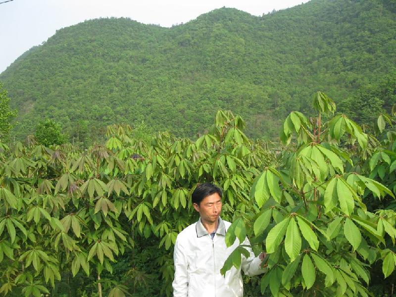 供應(yīng)七葉樹(shù)種子苗木，桫欏樹(shù)，梭欏子，天師栗，開(kāi)心果，猴板栗　