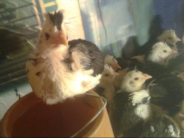 梅州貴妃雞苗圖片