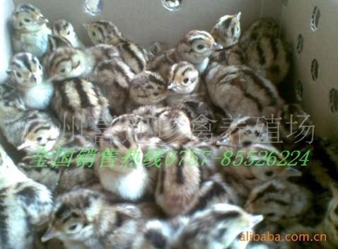 供應(yīng)蘇州山雞苗養(yǎng)殖場(chǎng)