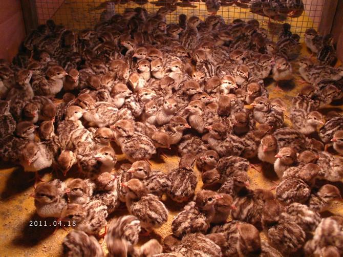 供應(yīng)鷓鴣苗批發(fā)