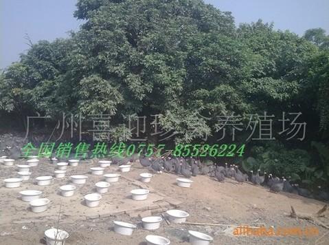 供應(yīng)珍*苗生產(chǎn)廠家