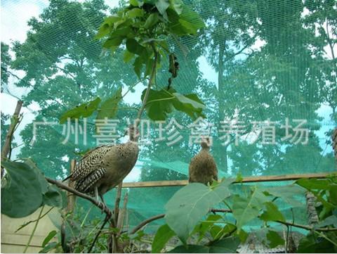 供應(yīng)直銷廣州七彩山雞種苗*苗直銷廣州七彩山雞種苗廣東*苗