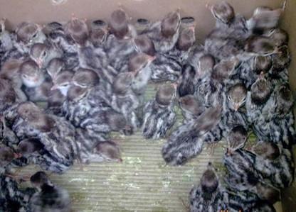 供應(yīng)鷓鴣苗供應(yīng)商