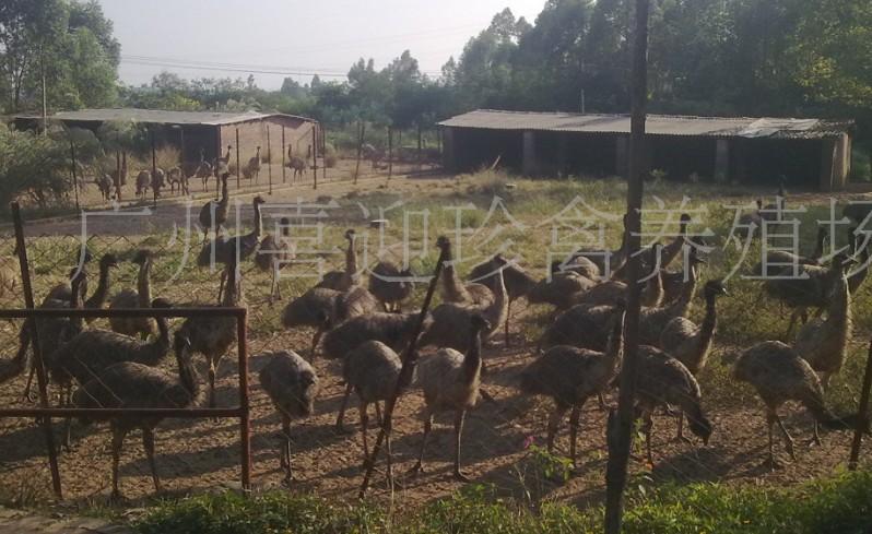 供應鴯鹋、鴯鹋苗、鴯鹋雞種苗價格及飼養(yǎng)