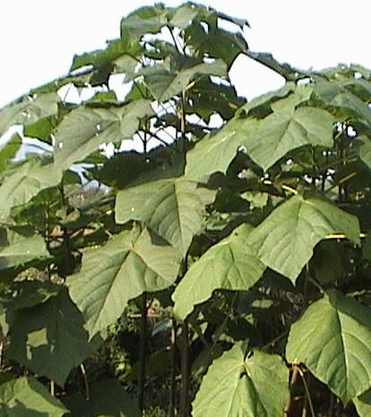 供應(yīng)臨沂泡桐苗批發(fā)價(jià)格