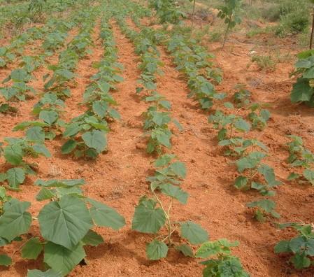 臨沂泡桐樹苗圖片