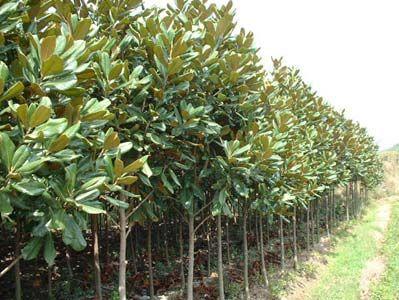 供應(yīng)5-30公分廣玉蘭530公分廣玉蘭