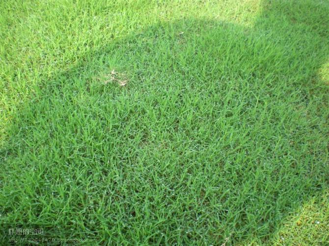 江蘇百慕大草坪草圖片