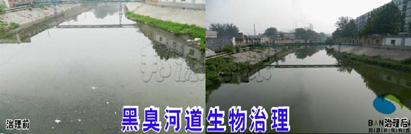 黑臭河道富營(yíng)養(yǎng)化生物修復(fù)圖片