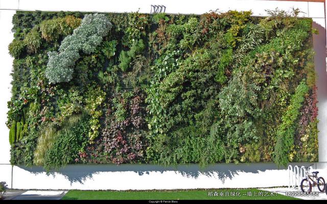 福州植物墻廣州稻森
