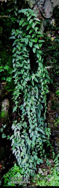 立體綠化植物墻