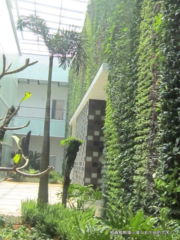 中山翠亨規(guī)劃館植物墻（面積576平方米）