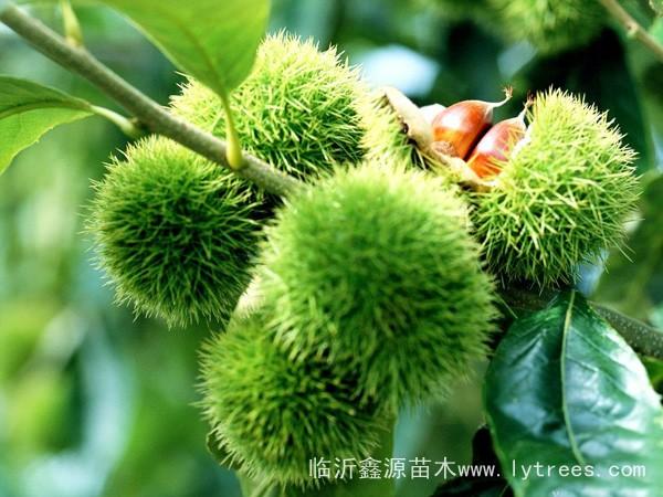 供應蘋果樹苗梨樹苗桃樹苗柿子樹苗板栗