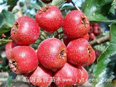供應蘋果樹苗梨樹苗桃樹苗柿子樹苗板栗