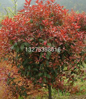 供應(yīng)紅寶石海棠開(kāi)心果海棠冬紅果海棠