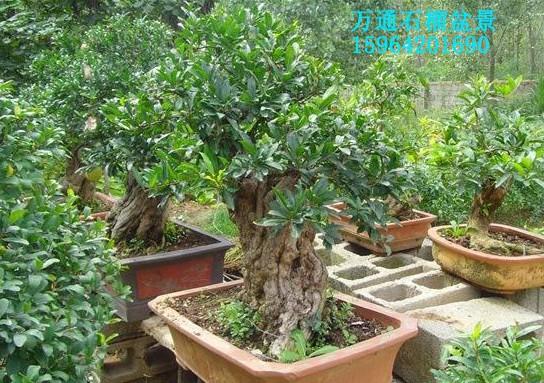 供應(yīng)石榴樹石榴苗石榴