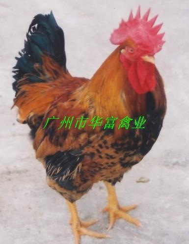 供應(yīng)新陂麻雞苗廠家