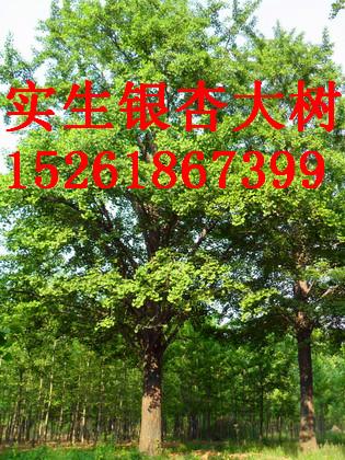 供應萬博花卉園銀杏樹