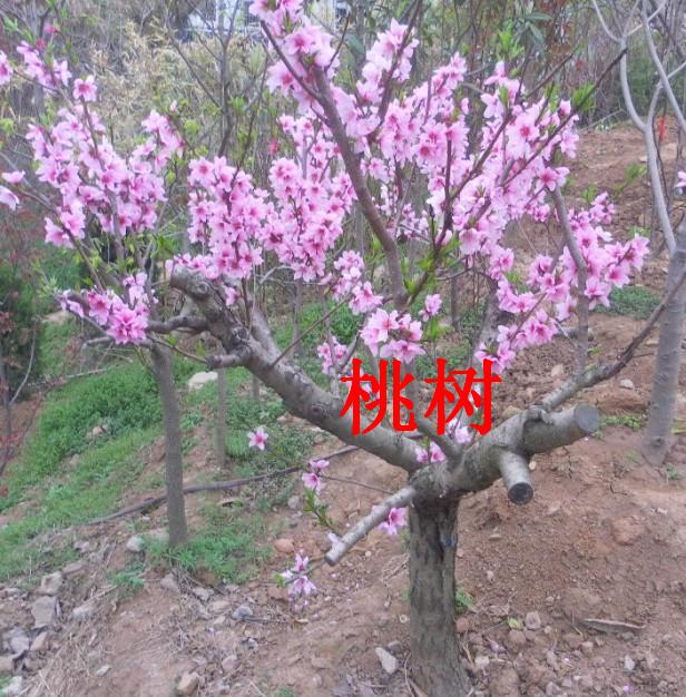 供應(yīng)南京果樹苗點