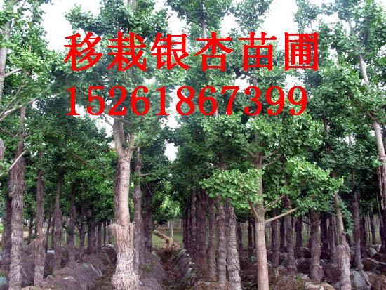 供應(yīng)成都銀杏30公分價(jià)格