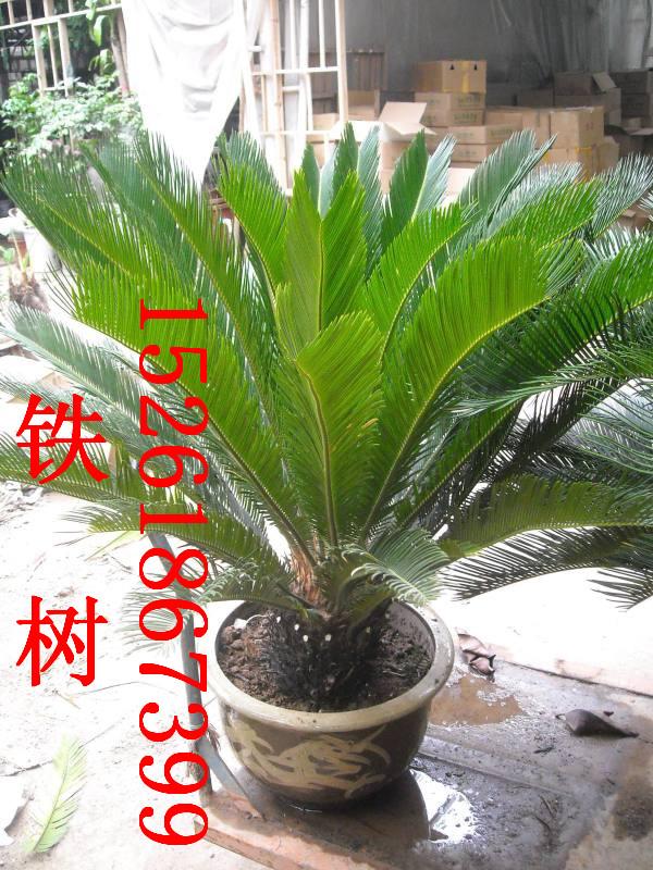 供應(yīng)南京租花價格