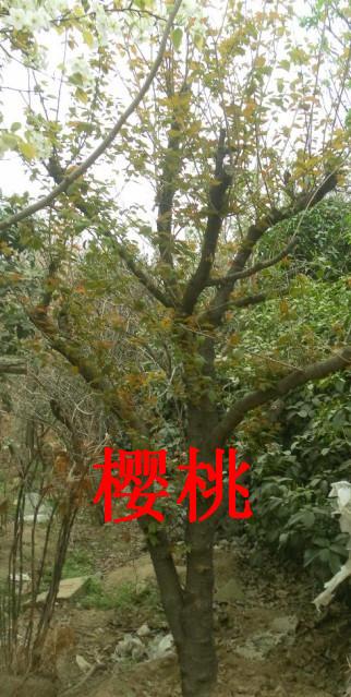 萬博花卉園果樹直銷圖片